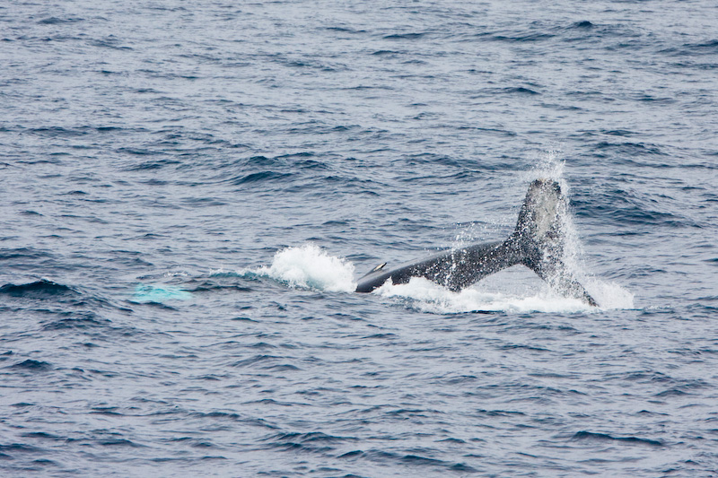 Humpback Whale